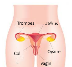 Trompes_gynecologues_nantes